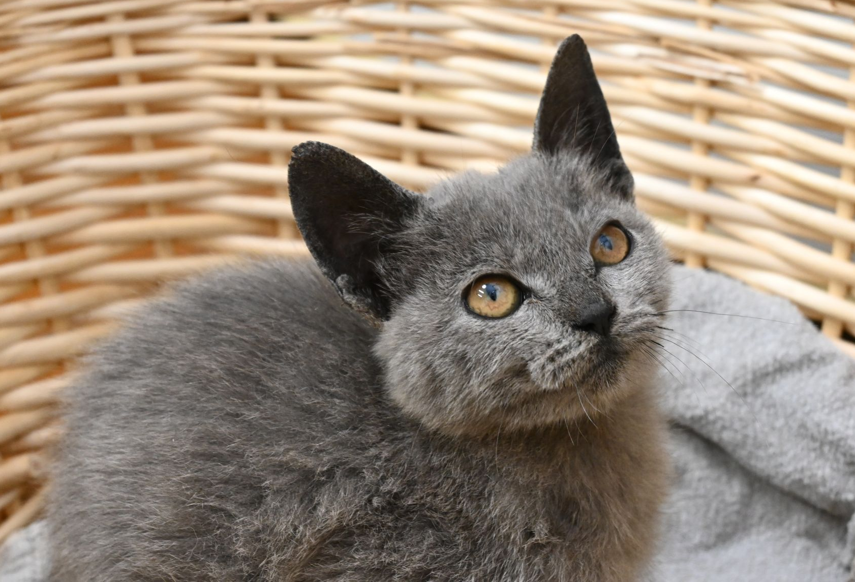 里親募集中のグレーの子猫カオリ
Grey kitten Kaori available for adoption in Japan