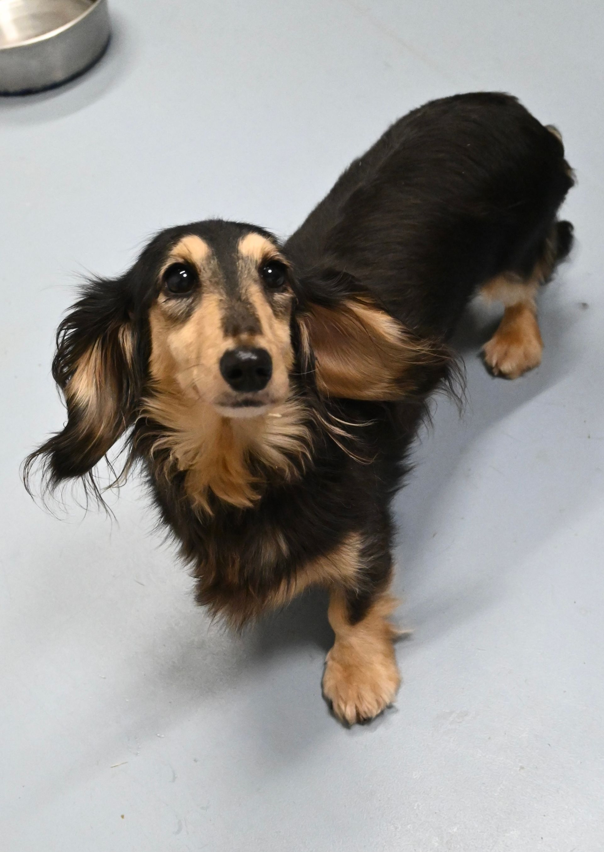 ブラックタンのメスのミニチュアダックスフンド、甘えん坊なドーラ(里親募集中・日本)