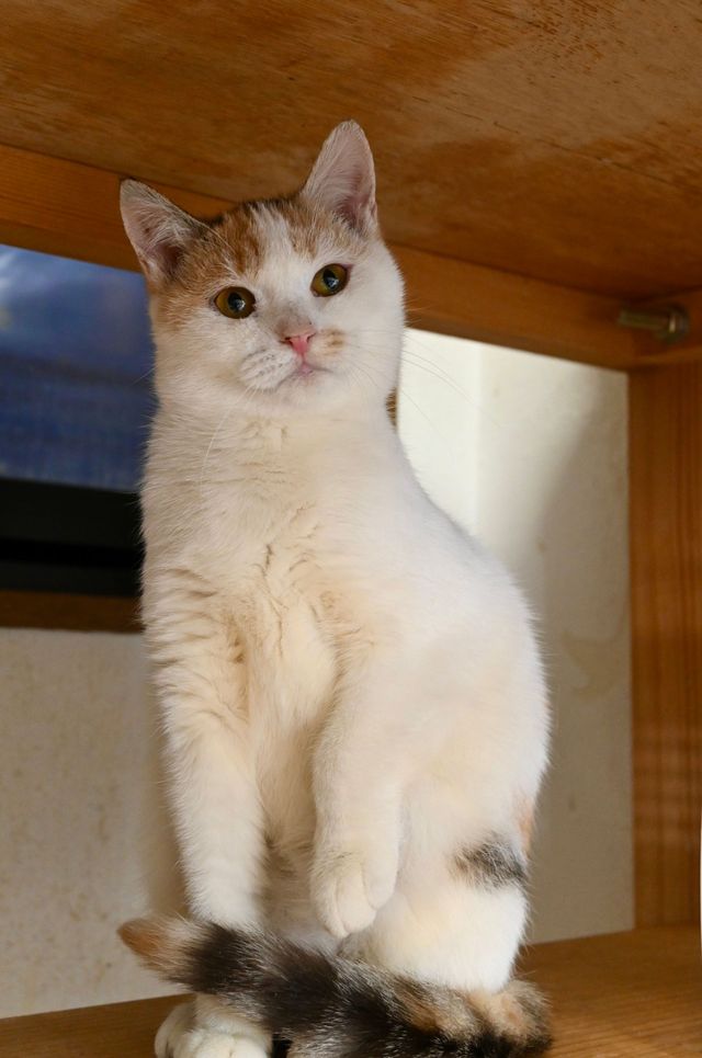 ソララ - Solara - ♀