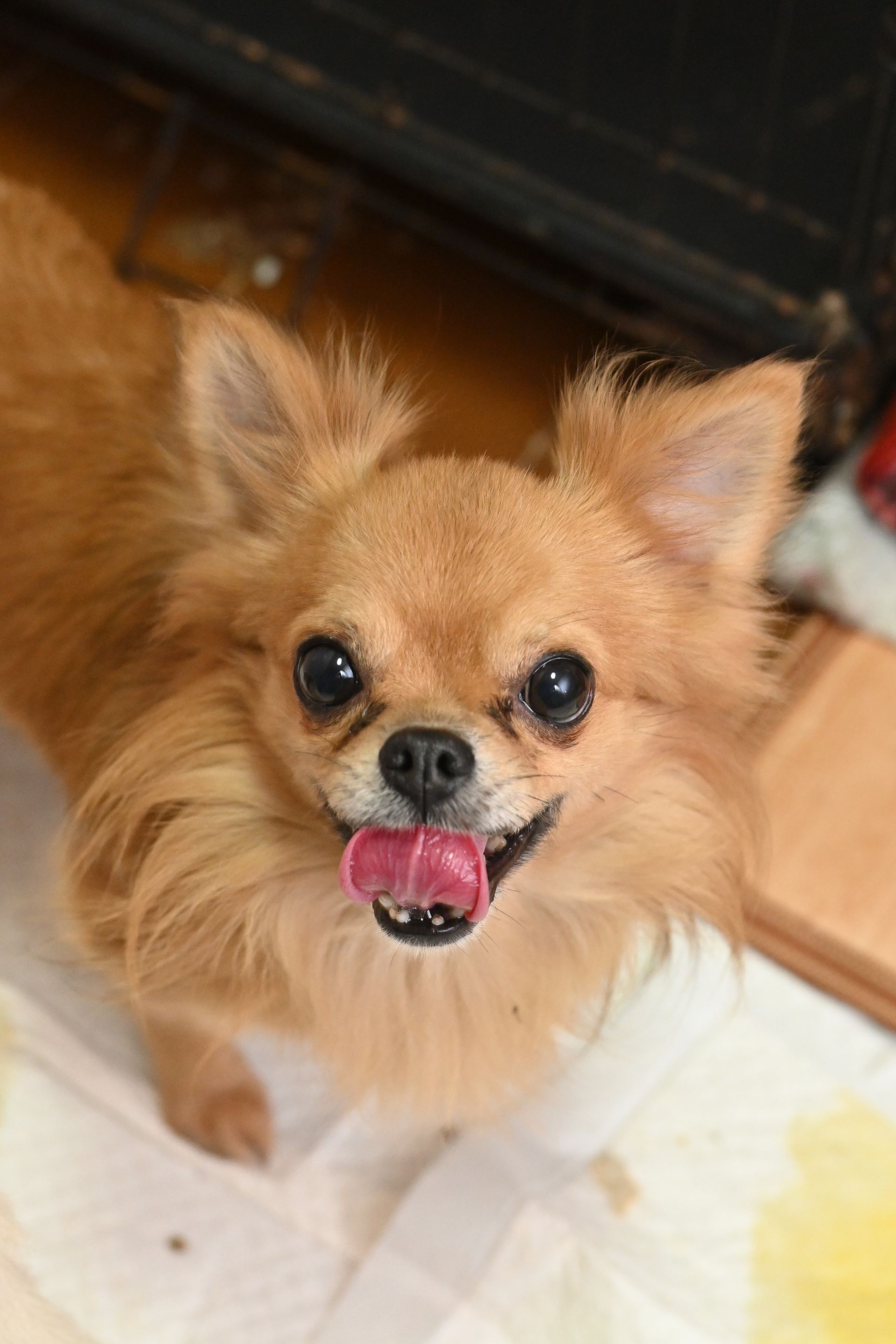 A close up of a small dog with its tongue out.