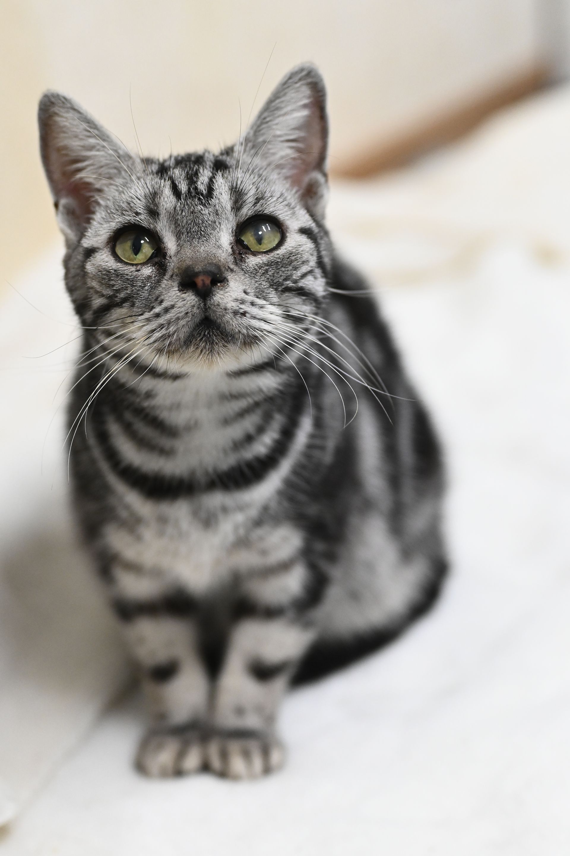 A cat is sitting on a bed and looking up at the camera.