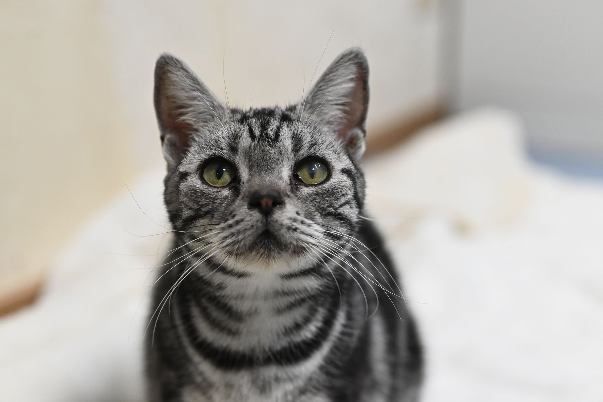 A close up of a cat looking up at the camera.