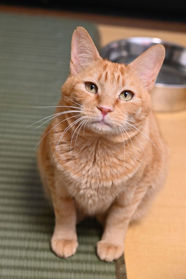 犬猫の里親募集中 – 保護犬・保護猫情報 | 全国譲渡対応【ハート徳島】