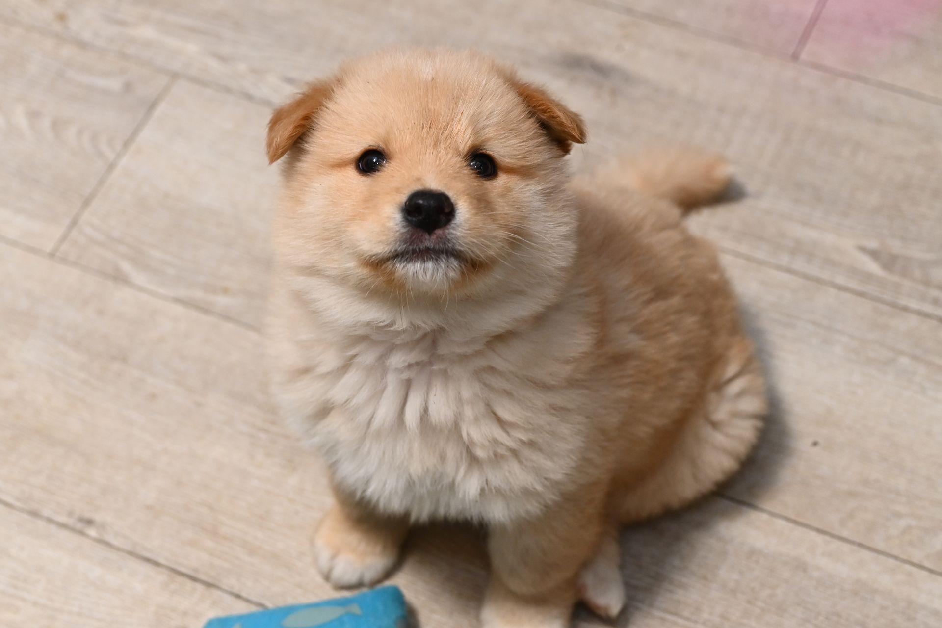 A shiba inu dog is sitting on the ground on a leash.