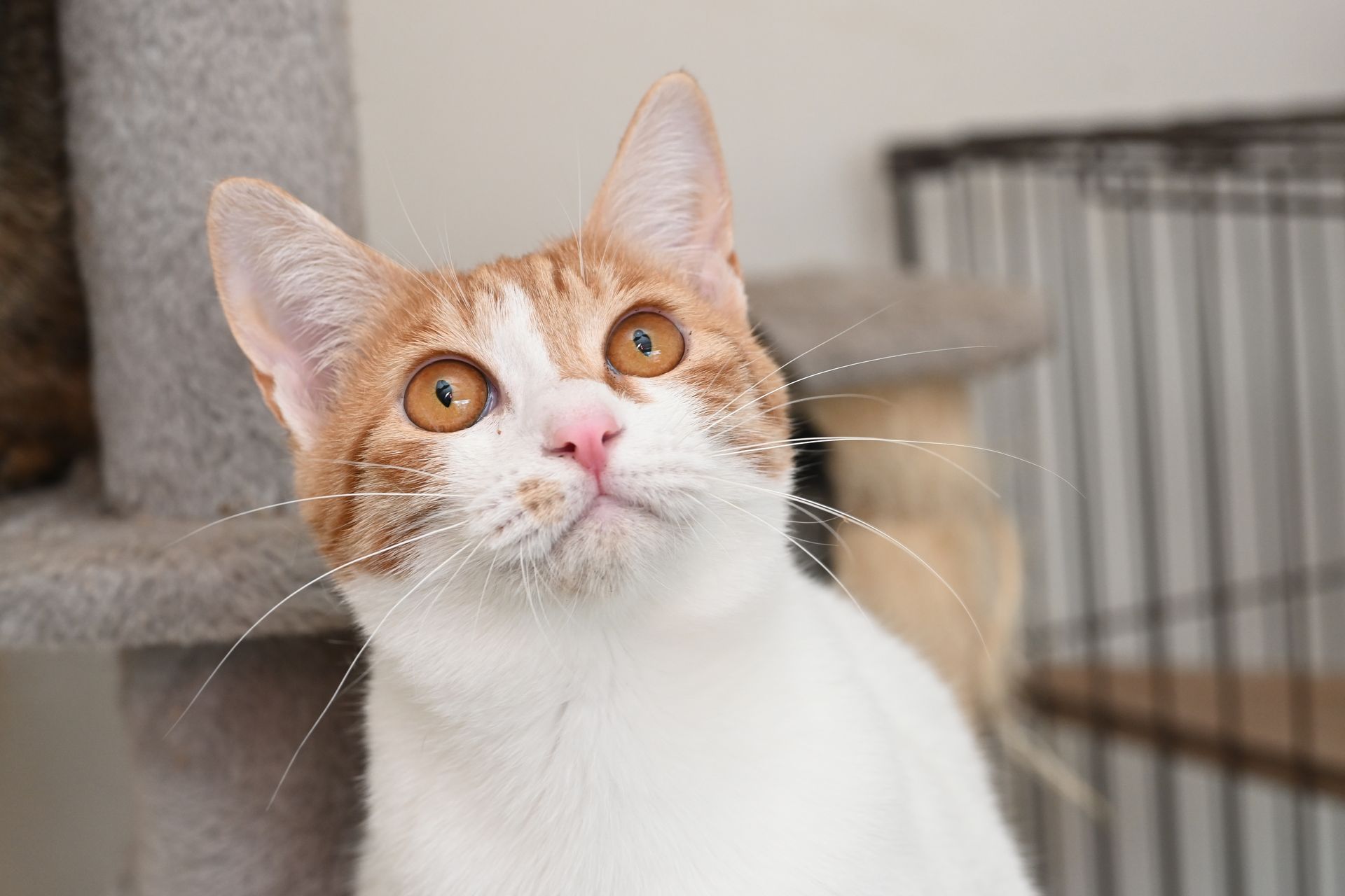 An orange and white cat is looking up at the camera.