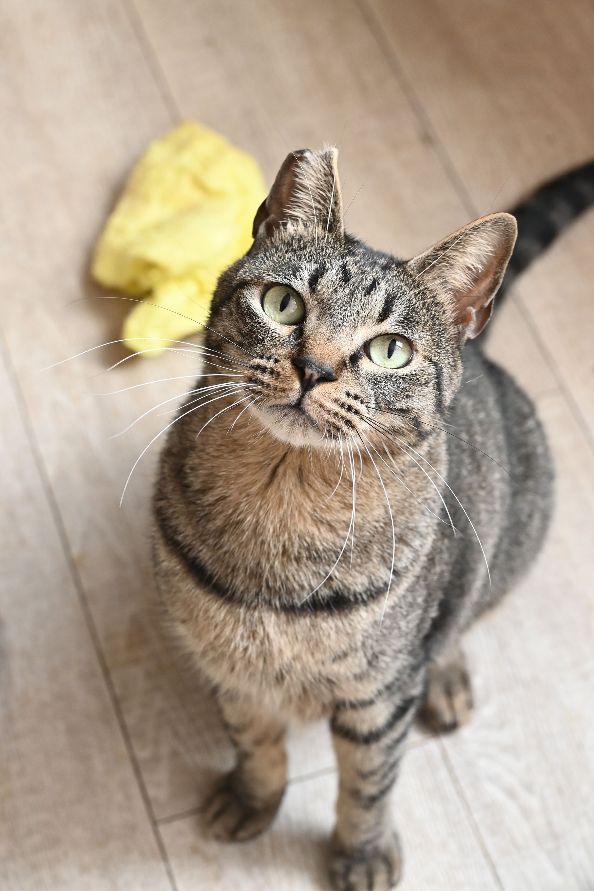 A cat is sitting on a wooden floor looking up at the camera.