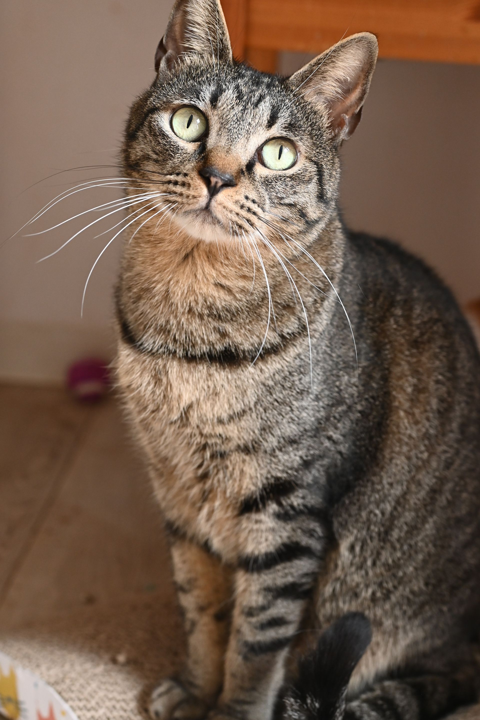 A cat with green eyes is sitting on the floor and looking up at the camera.