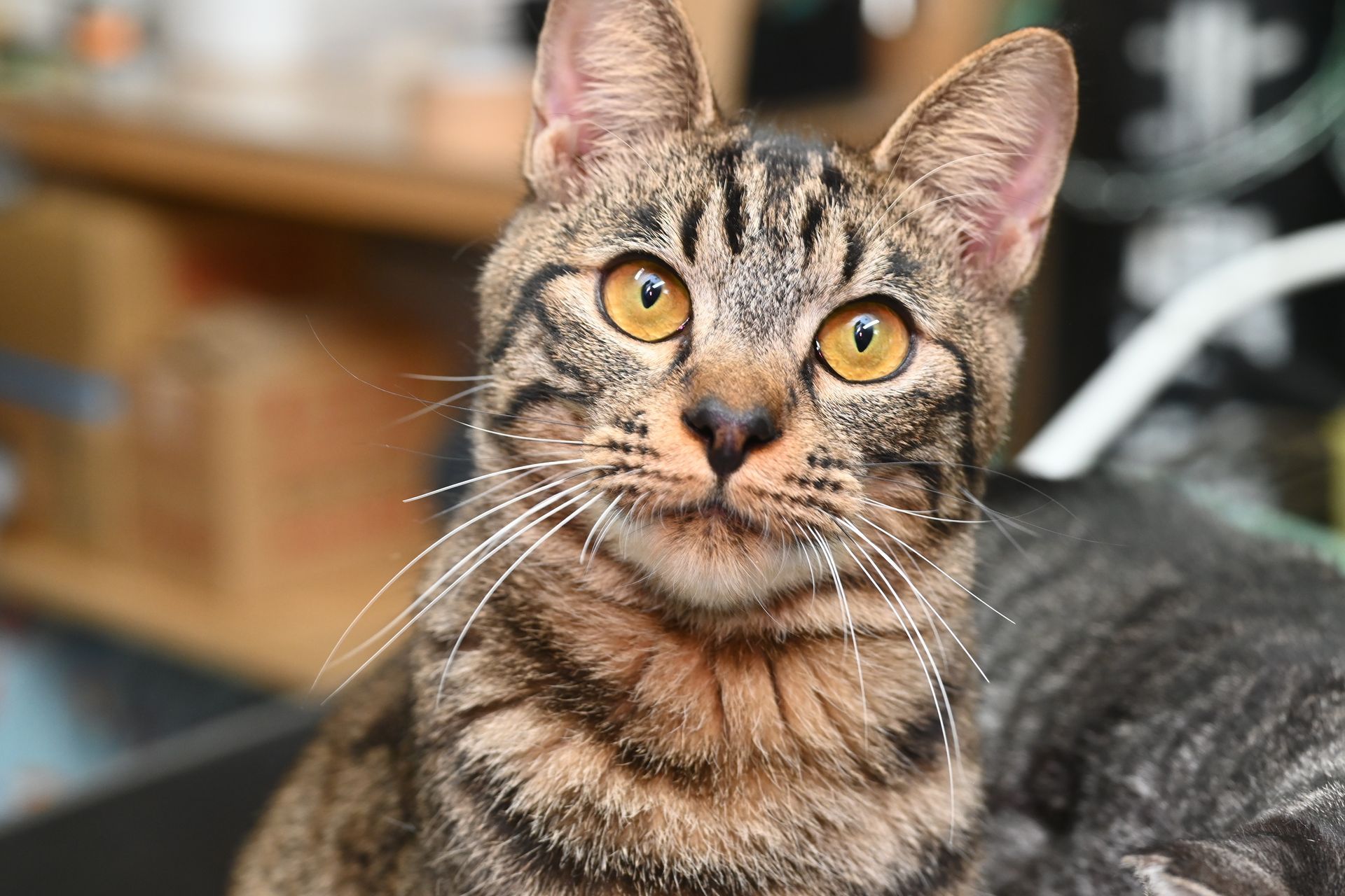 A close up of a cat with yellow eyes looking at the camera.