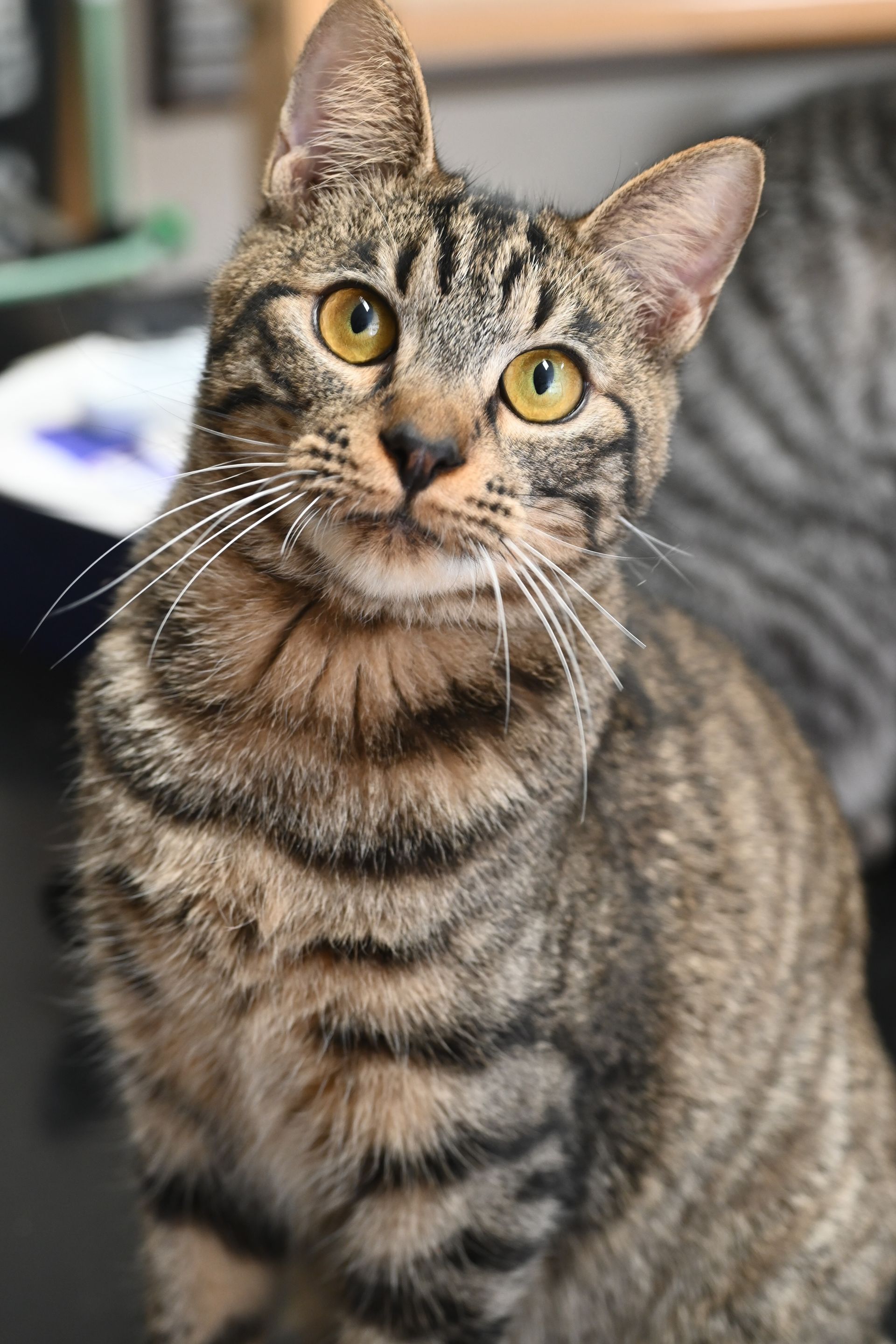 A close up of a cat with yellow eyes looking at the camera.