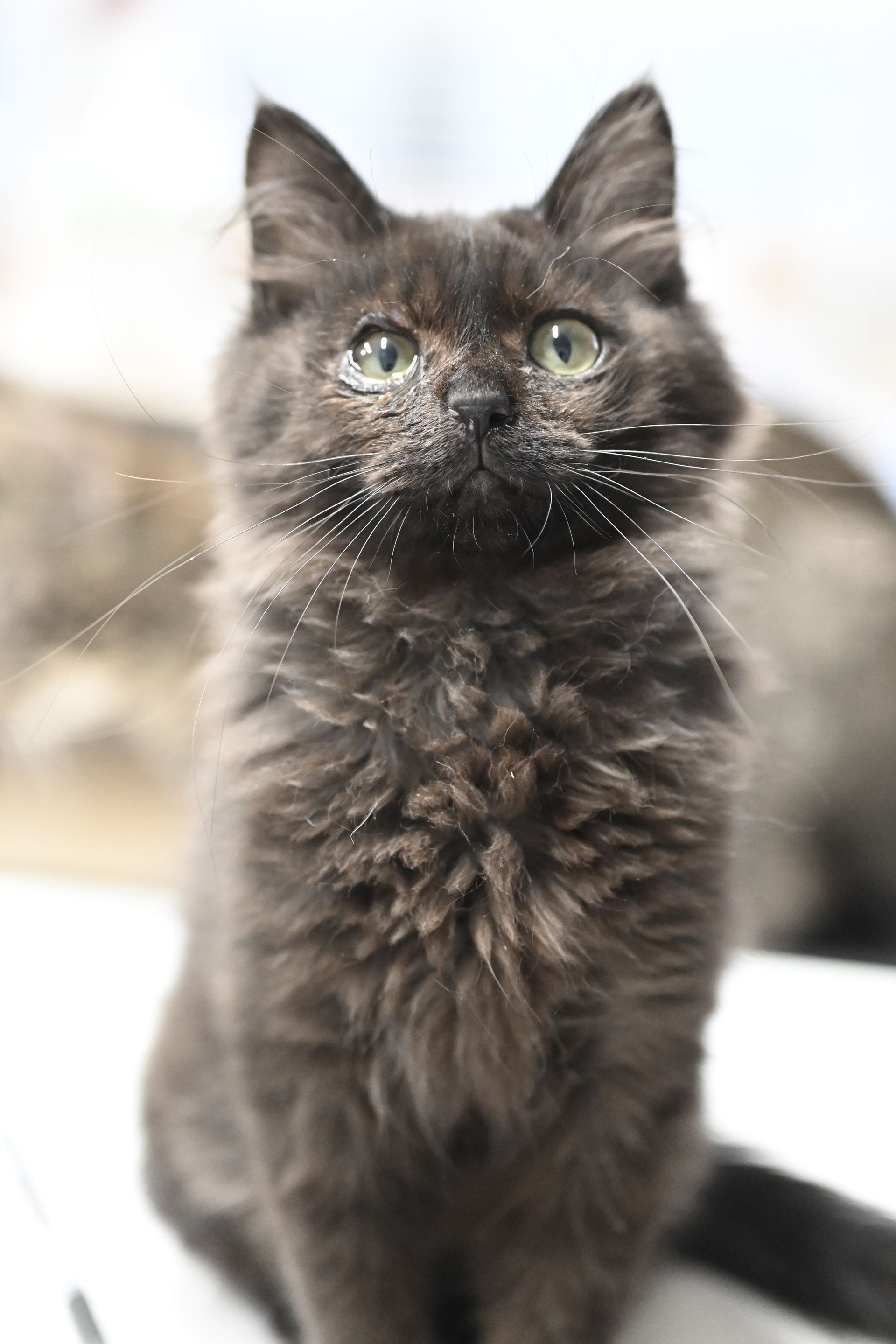 A fluffy gray cat is sitting on a white surface and looking at the camera.