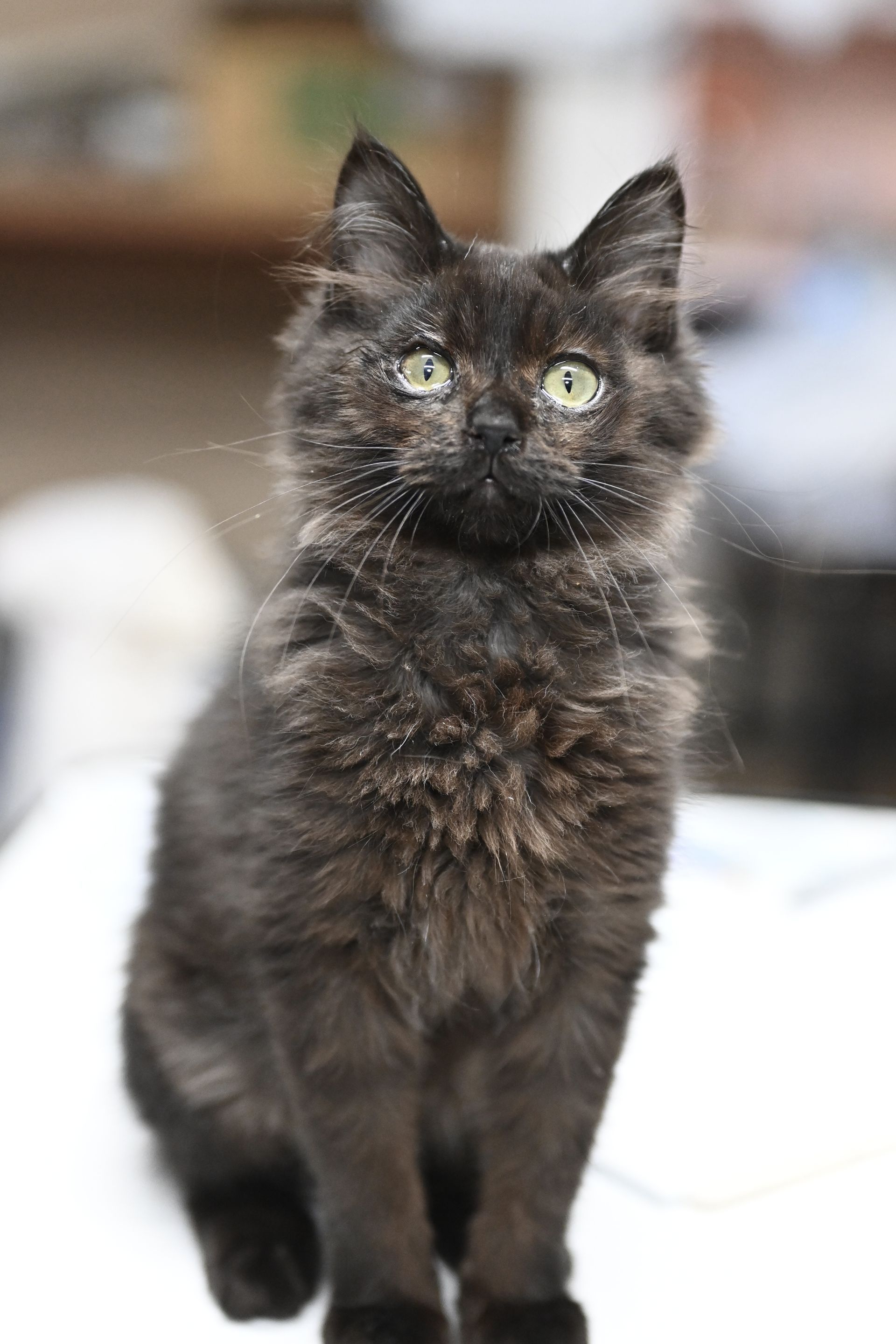 A black cat with green eyes is sitting on a white surface and looking at the camera.