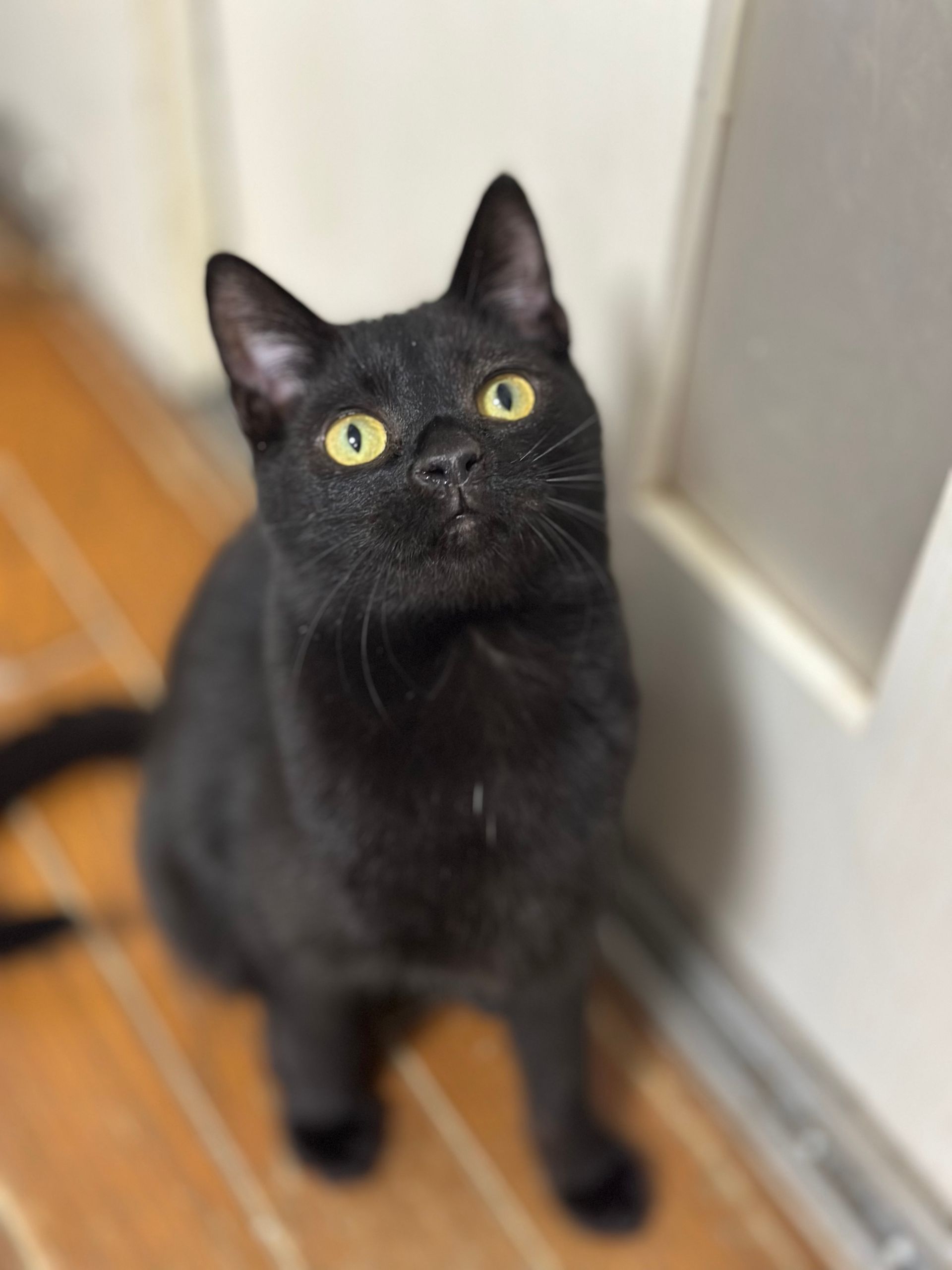 黒猫の男の子ミナリ｜人懐っこい保護子猫 |里親・Japan adoption