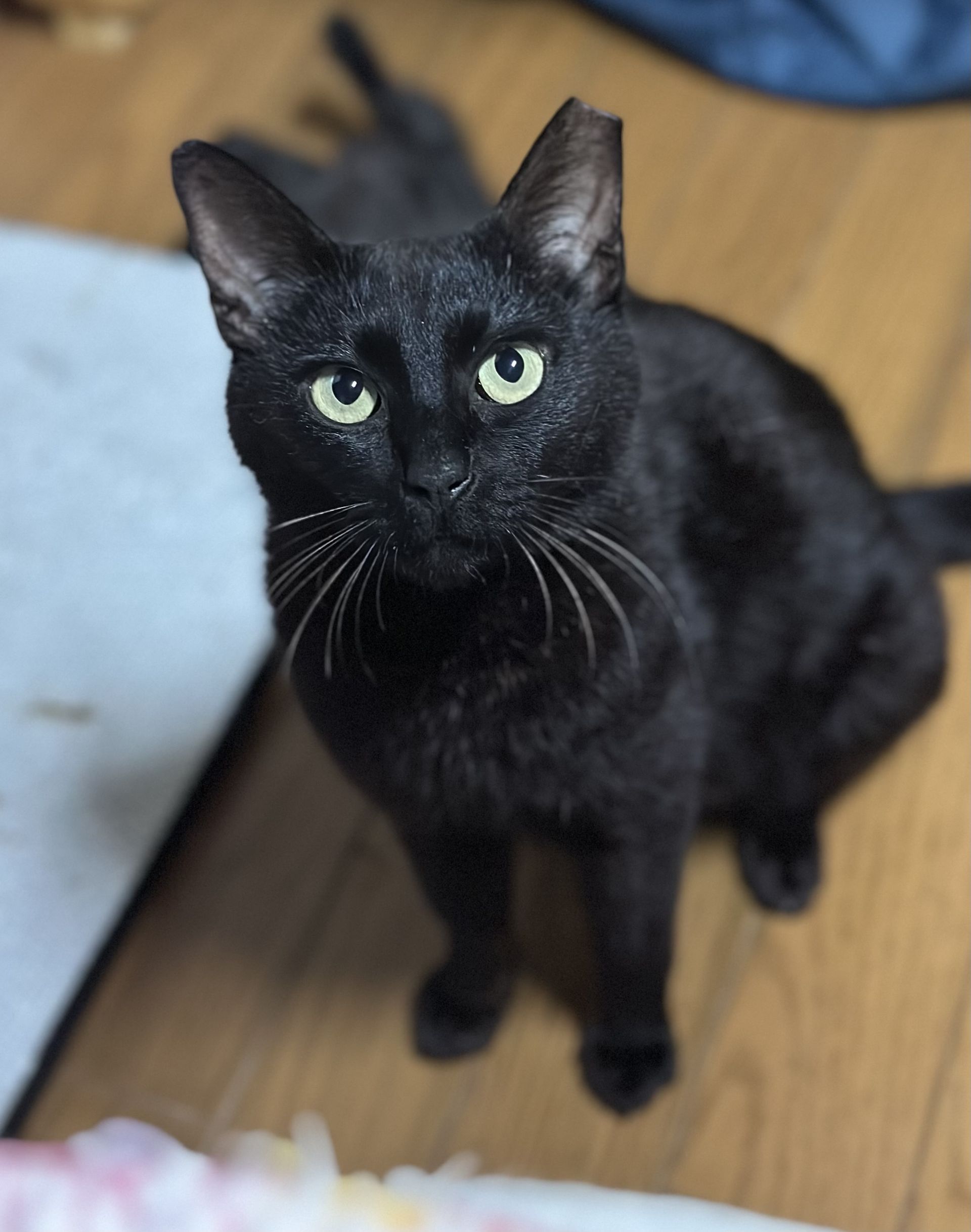 Friendly, talkative black cat Mauve up for adoption from HEART Tokushima.