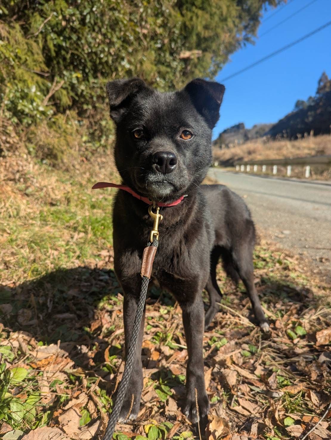 日本で里親募集中｜小柄でお散歩が大好きな保護犬カズネ