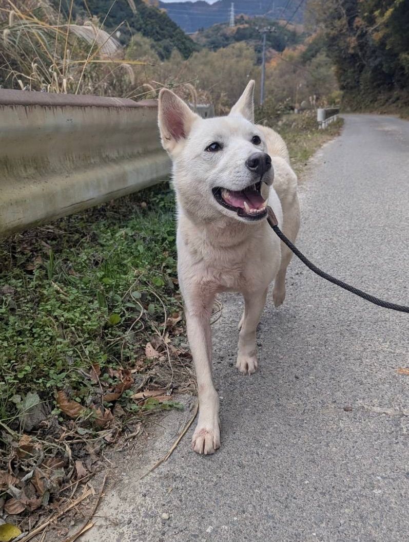 White dog with pink tongue panting, on a paved road, leash attached, trees in background.