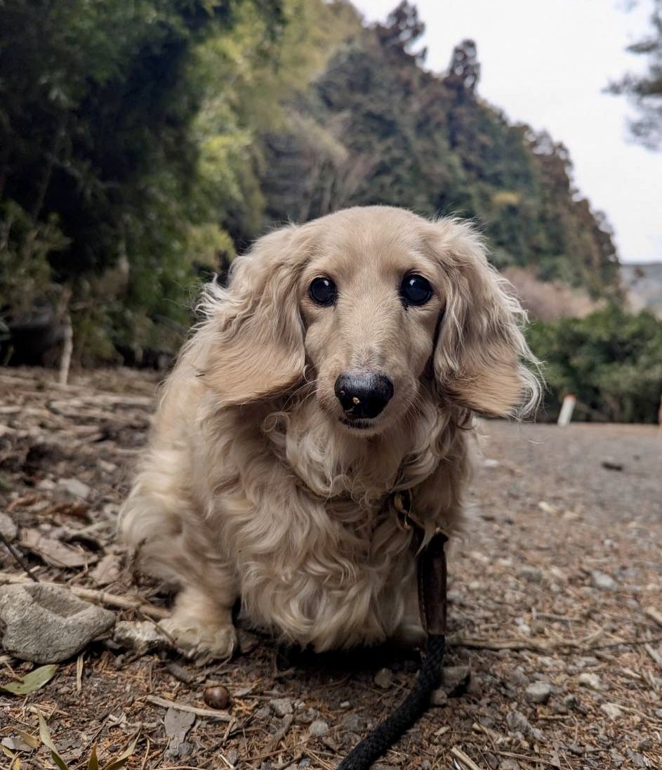 優しい表情の13歳ミニチュアダックス・モモ｜Japan保護犬HEART Tokushima