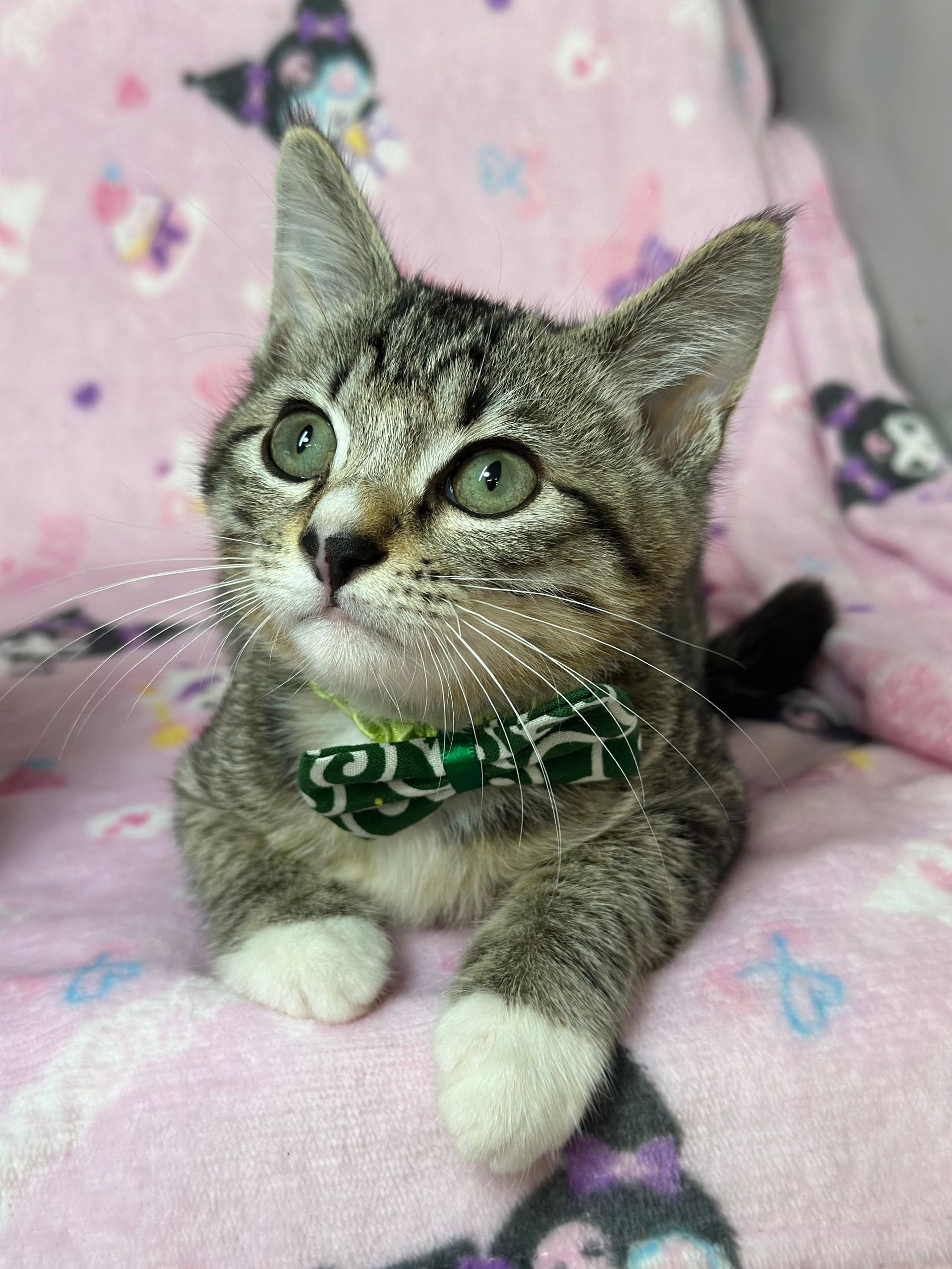 A cat wearing a green bow tie is laying on a pink blanket.