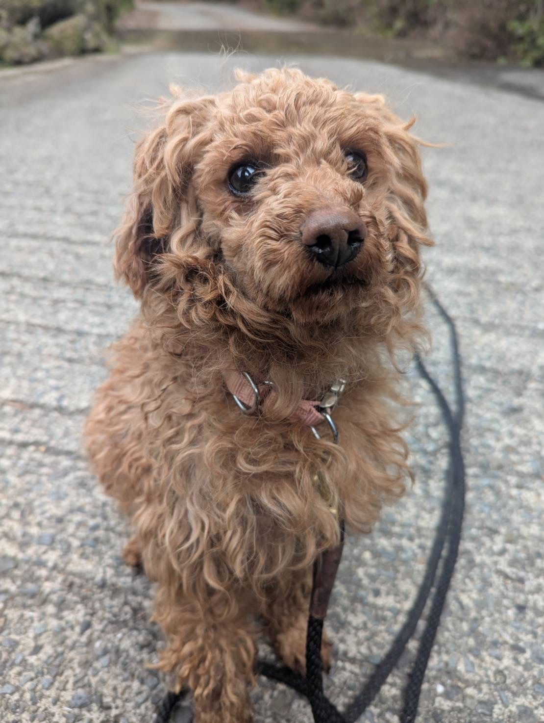 里親募集中のトイプードル「サンディー」♂｜HEART Tokushima 保護犬
Toy poodle Sandy available for adoption in Japan | HEART 