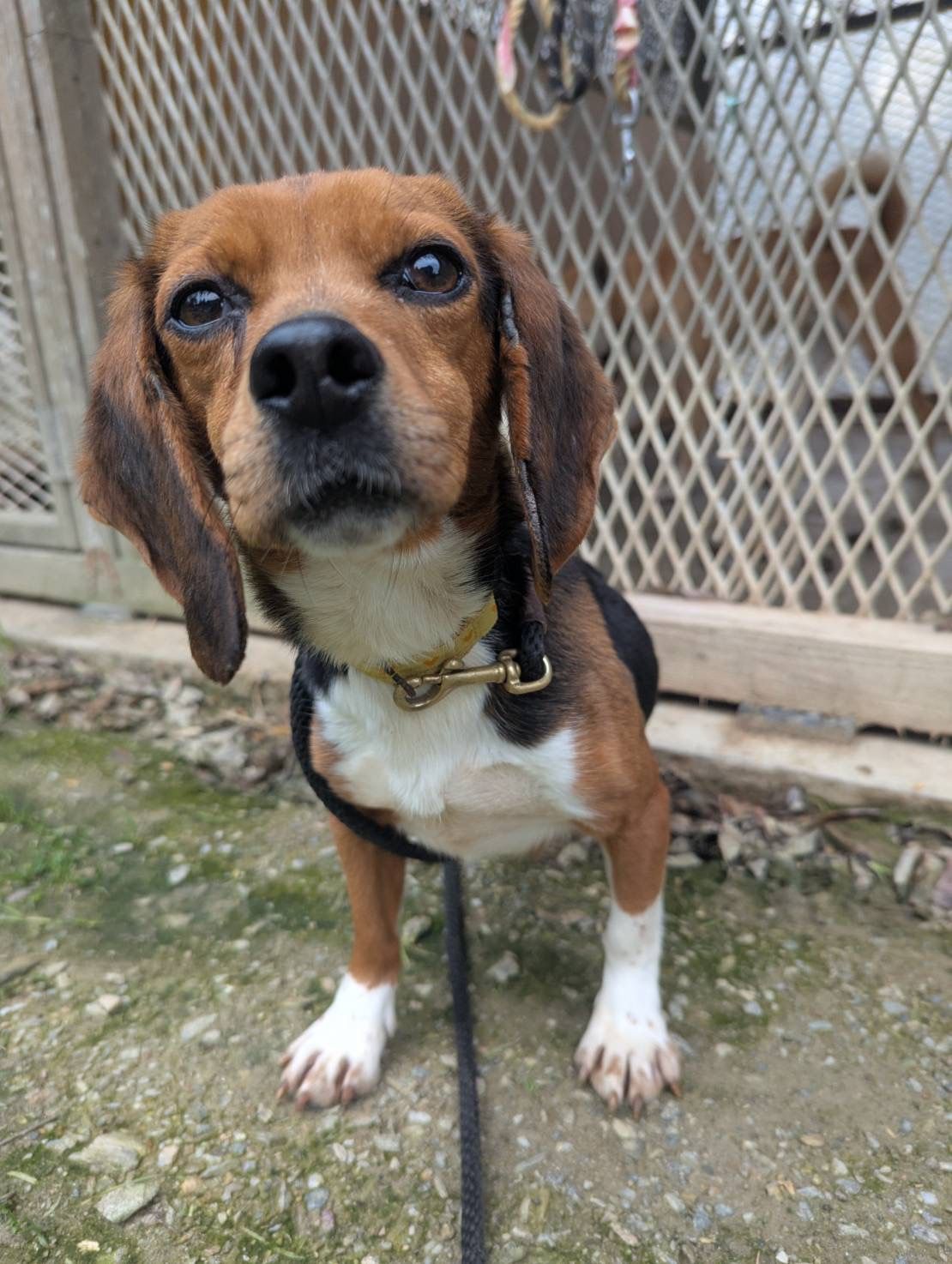 徳島 HEART Tokushima 保護犬 ビーグル「ペニー」里親募集中
Beagle Penny rescue dog in Tokushima Japan | HEART Tokushima a