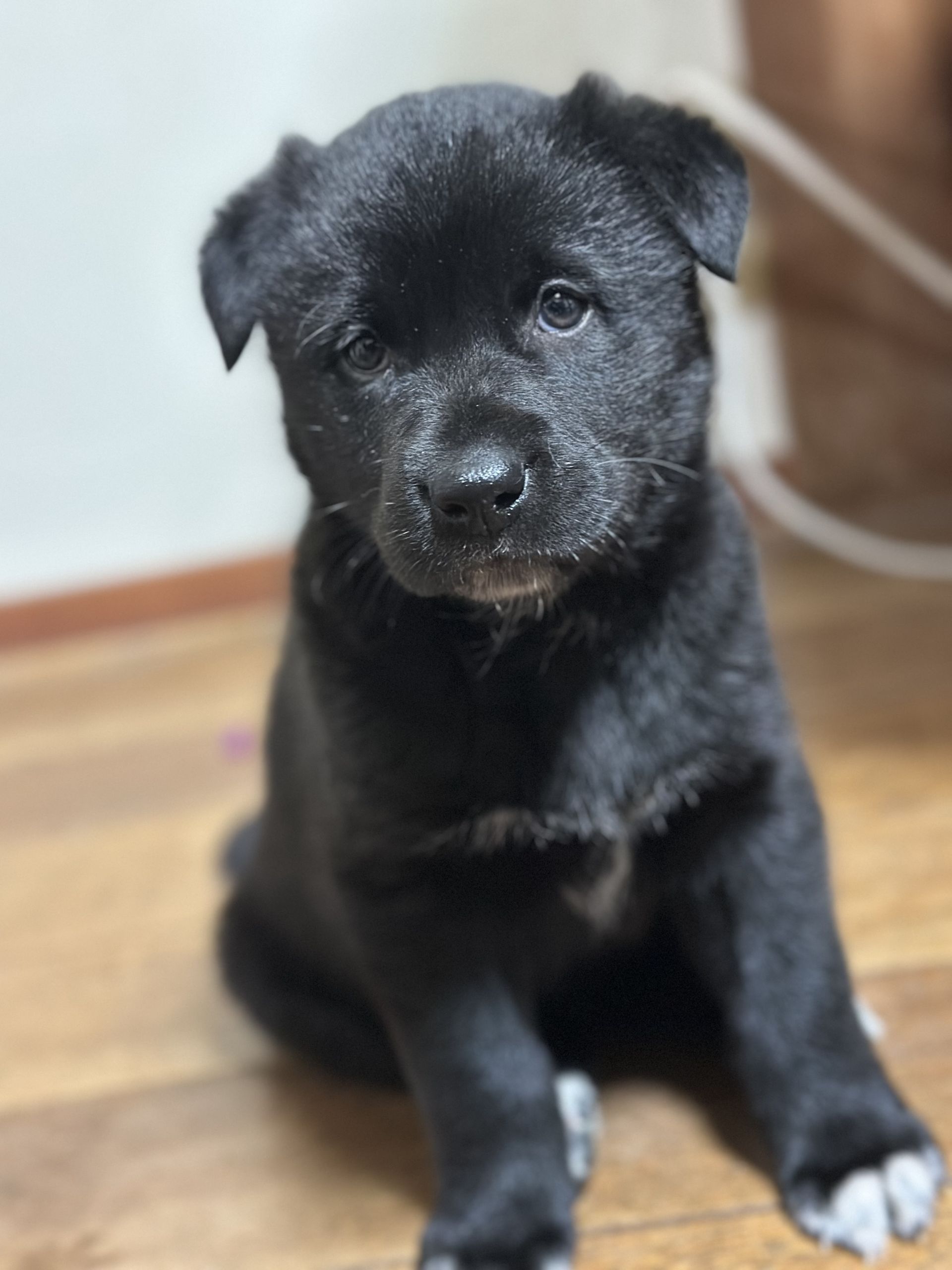 徳島 HEART Tokushima 保護犬 黒いミックス子犬「ベイリー」里親募集中
Black mixed breed puppy Bailey rescue dog in Tokushima 