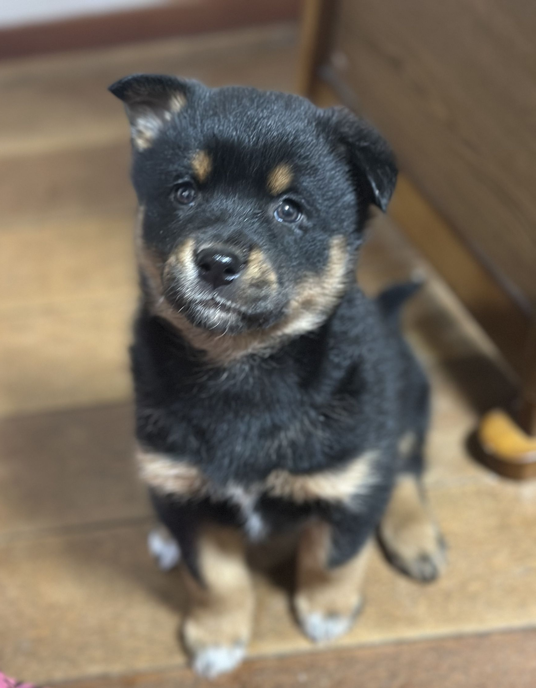 徳島 HEART Tokushima 保護犬 柴犬系ミックス子犬「ベラ」里親募集中
Shiba-type mixed breed puppy Bella rescue dog in Tokushima