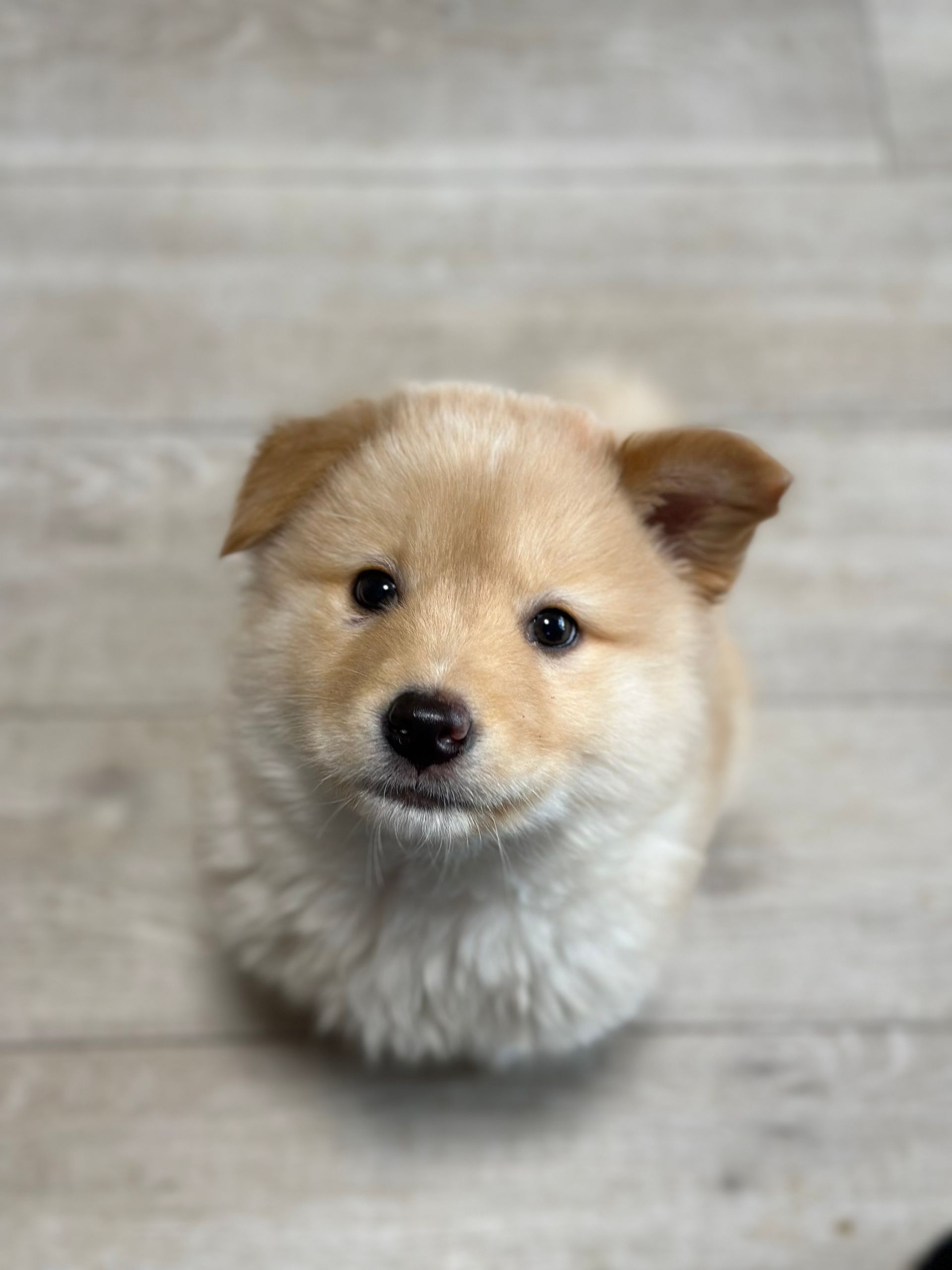A small brown and white puppy is sitting on a wooden floor and looking at the camera.