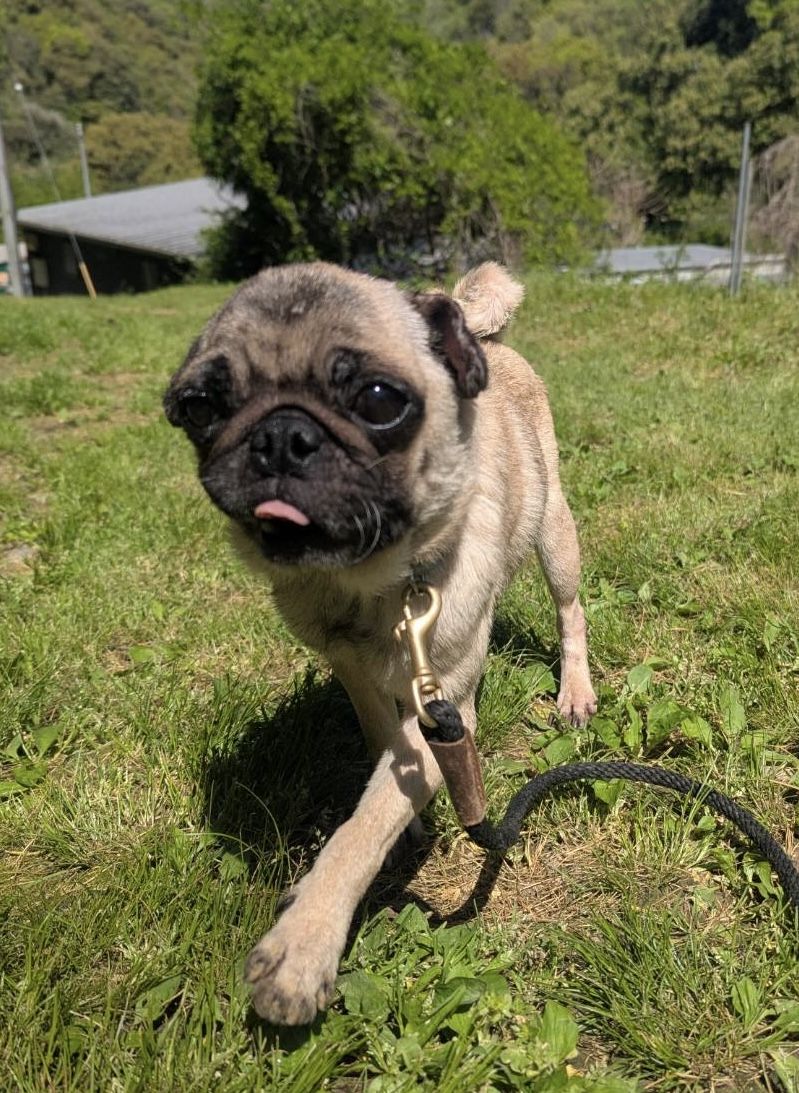 パグ里親募集中 ヒカリ（♀）徳島 日本｜Hikari female pug for adoption in Tokushima, Japan rescue dog