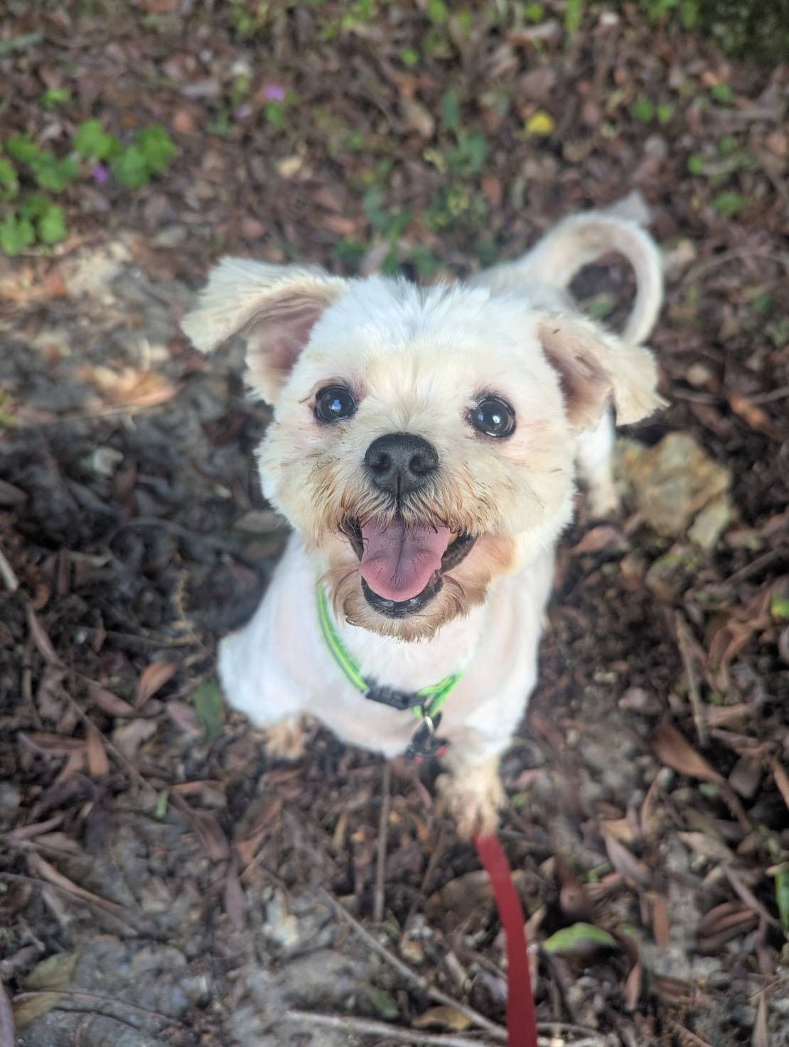 マル（Maru）、人懐っこい白いマルチーズの女の子。HEART Tokushimaで全国里親募集中。 Friendly Maltese available for adoption in Japan.
