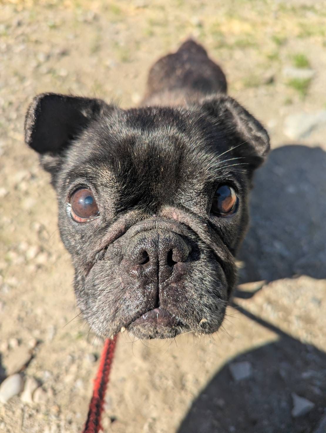 ロッテ｜明るくて人が大好きなフレンチブルドッグの女の子。全国譲渡対応。
French Bulldog  for adoption in Japan.