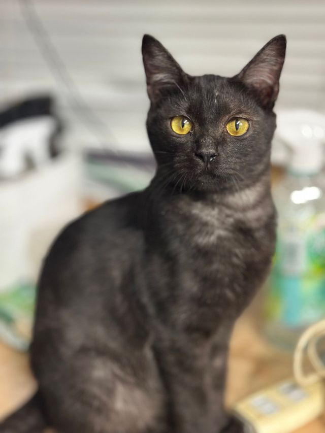 Cat Adoption in Japan – Rescue Cats Looking for Homes | HEART