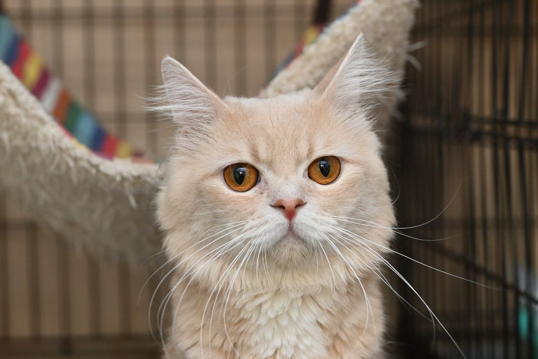 A fluffy cat is sitting in a cage and looking at the camera.