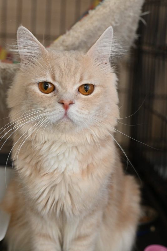 A fluffy cat is sitting in a cage and looking at the camera.