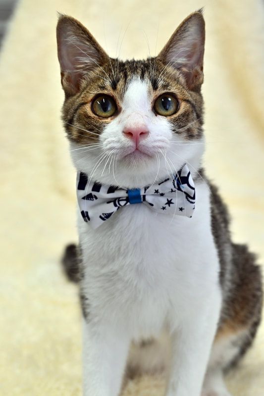 A brown and white cat wearing a bow tie.