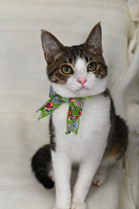 A brown and white cat wearing a green bow tie.