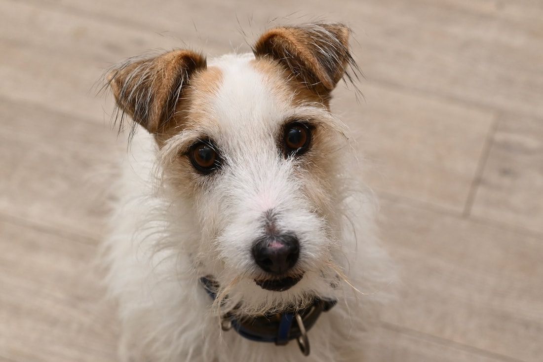 A dog wearing a yellow bandana is smiling and looking at the camera.