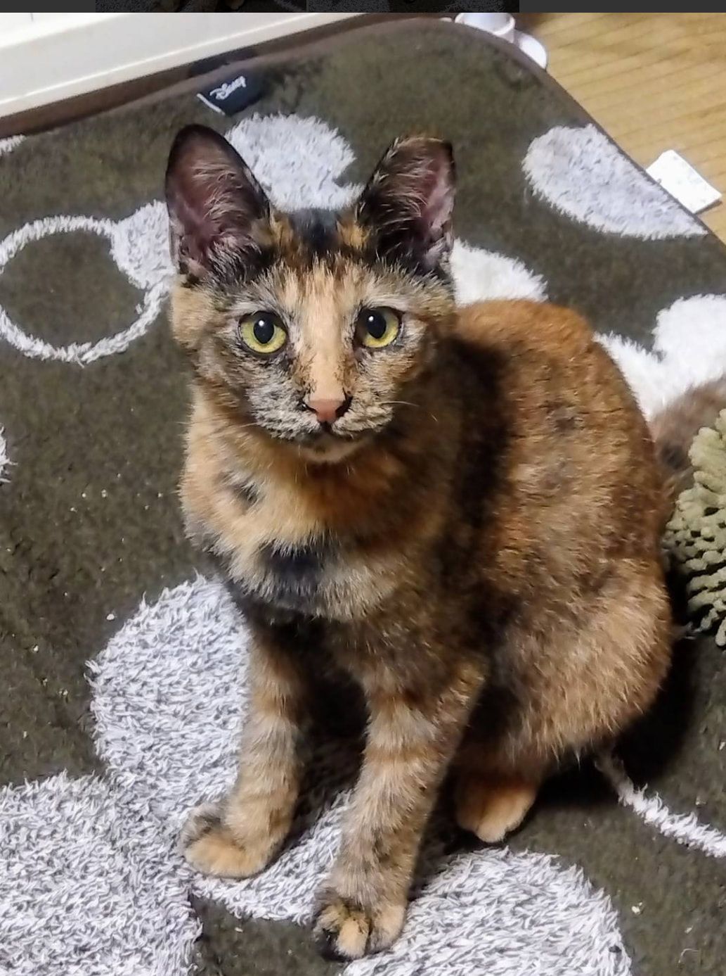 A cat is sitting on a rug and looking at the camera