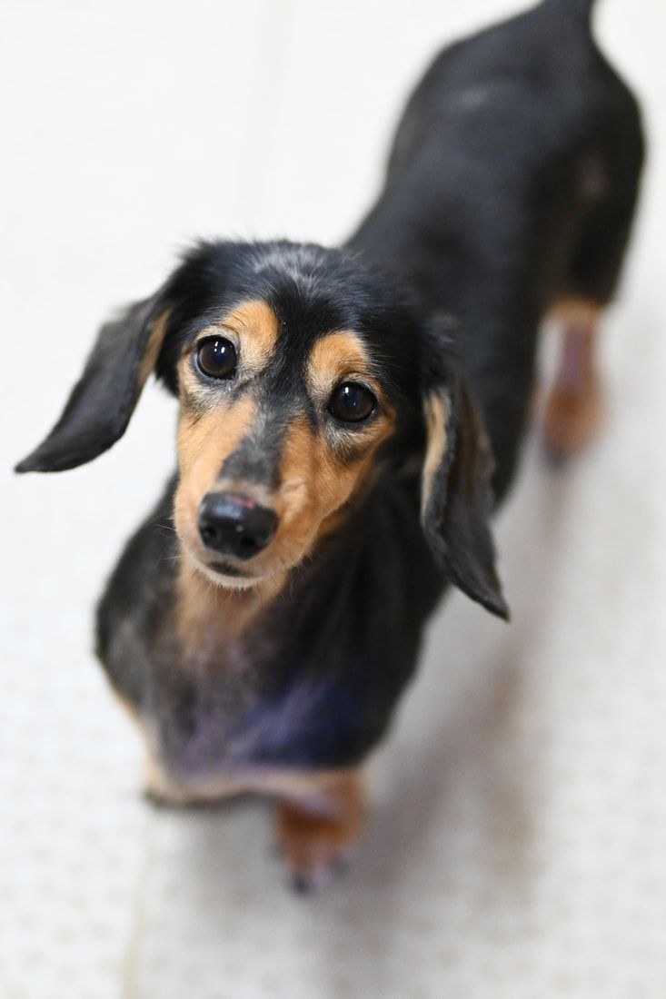 A black and brown dachshund is looking up at the camera.