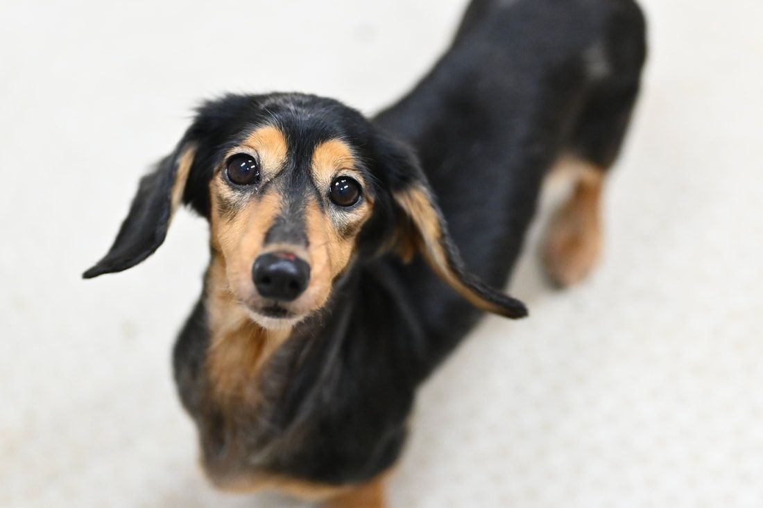 A black and brown dachshund is standing on a white carpet and looking at the camera.