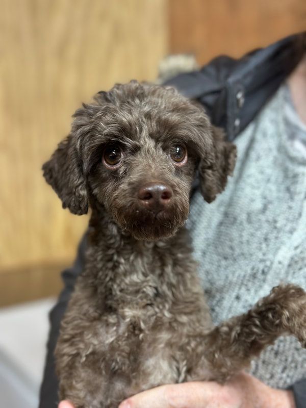 A person is holding a small brown dog in their hands.