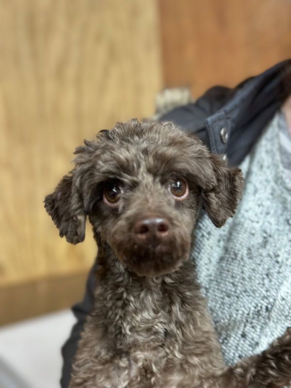 A person is holding a small brown dog in their arms.