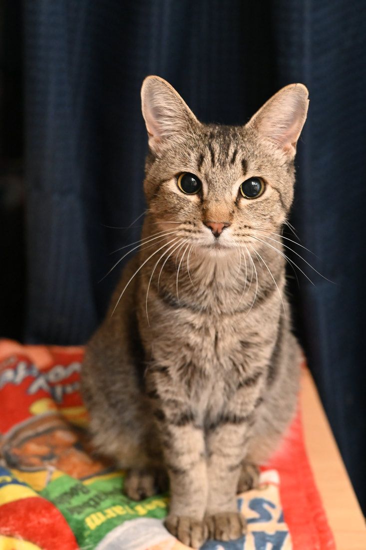 A cat is sitting on a table and looking at the camera.