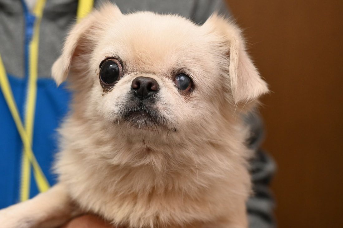 A person is holding a small white dog in their arms.