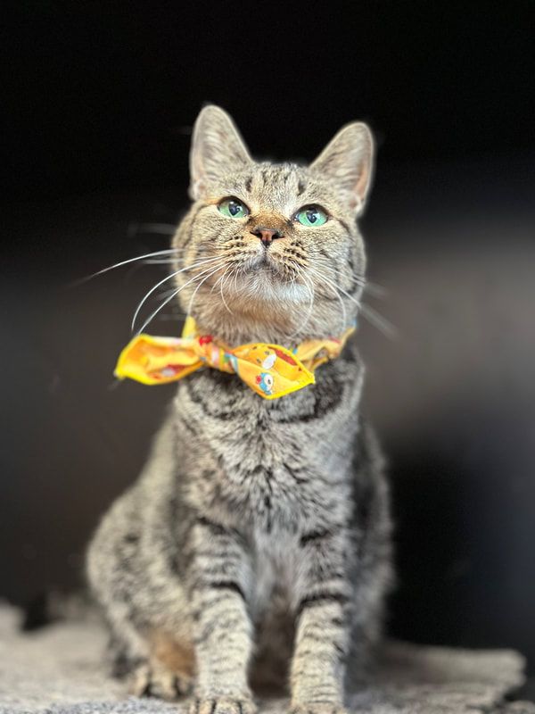 A cat wearing a yellow bow tie is looking up at the camera.