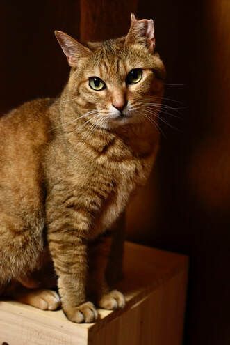 A cat is sitting on top of a wooden box and looking at the camera.