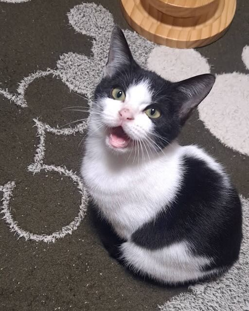 A black and white cat is sitting on a rug with its mouth open