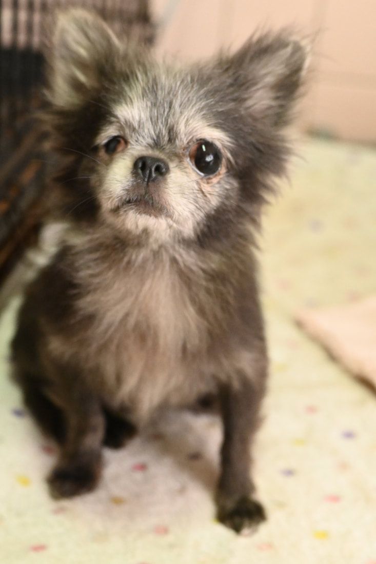 A small dog is sitting on a bed and looking at the camera.