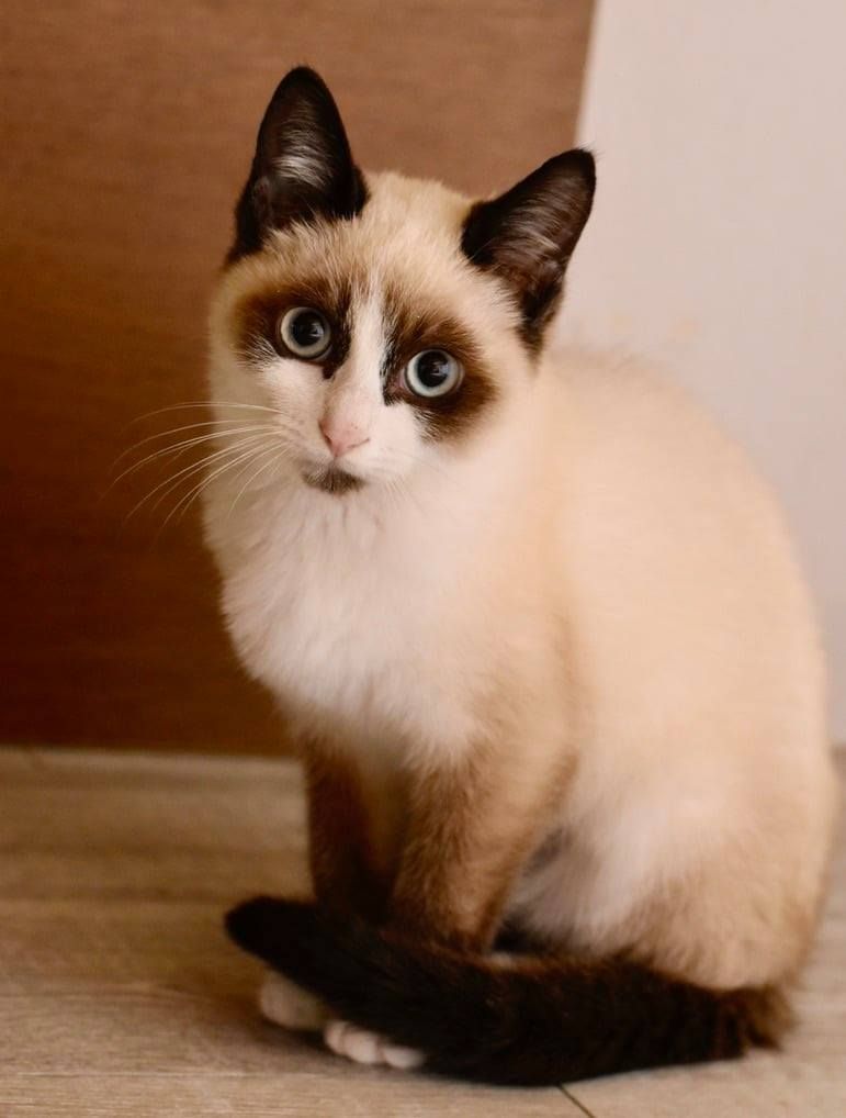 A snowshoe cat is sitting on the floor and looking at the camera.