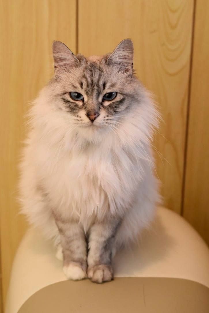 A fluffy cat is sitting on top of a toilet.