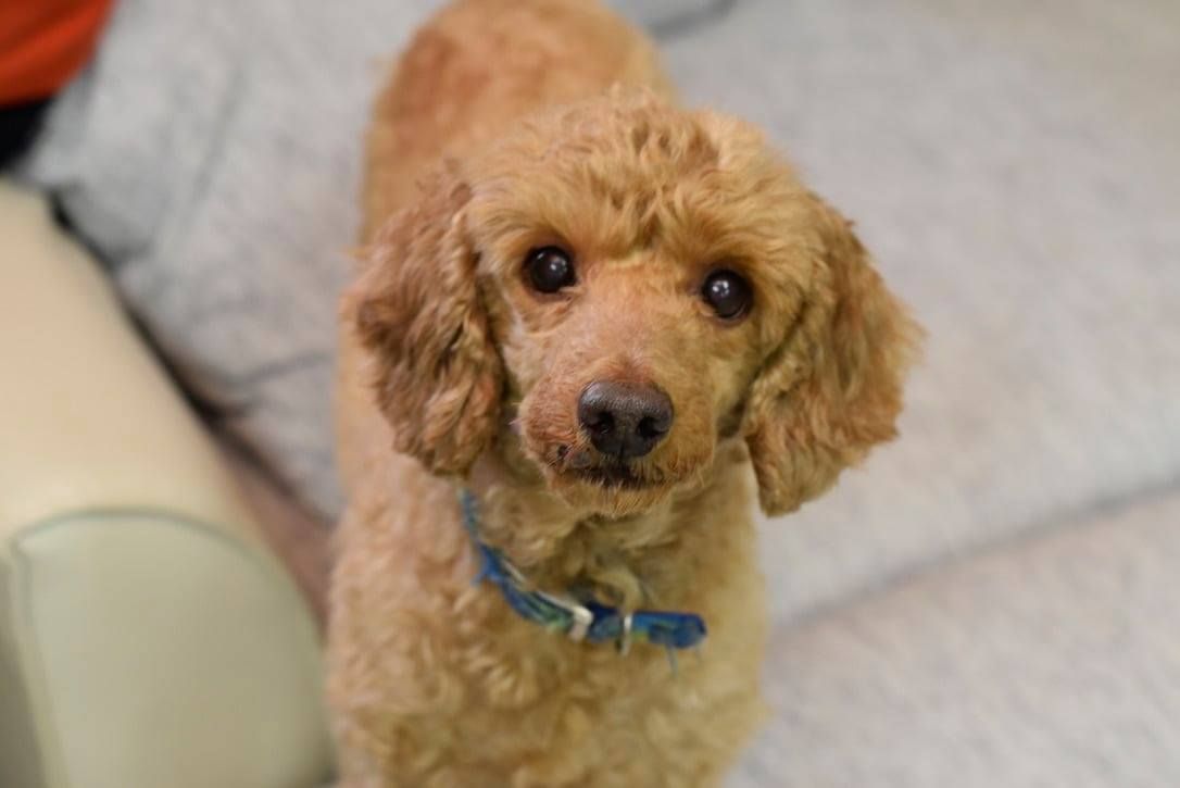 A small brown poodle is sitting on a couch and looking at the camera.