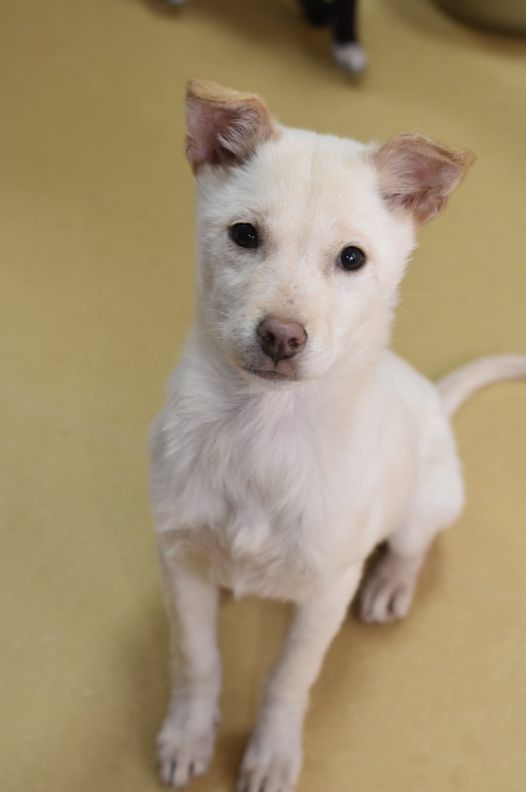 A white puppy with brown ears is looking at the camera.
